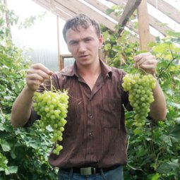Лекция "Опыт выращивания винограда в средней полосе"